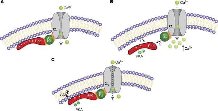 Schematics of role of membrane affinity and interaction of Rad and CaVβ ...