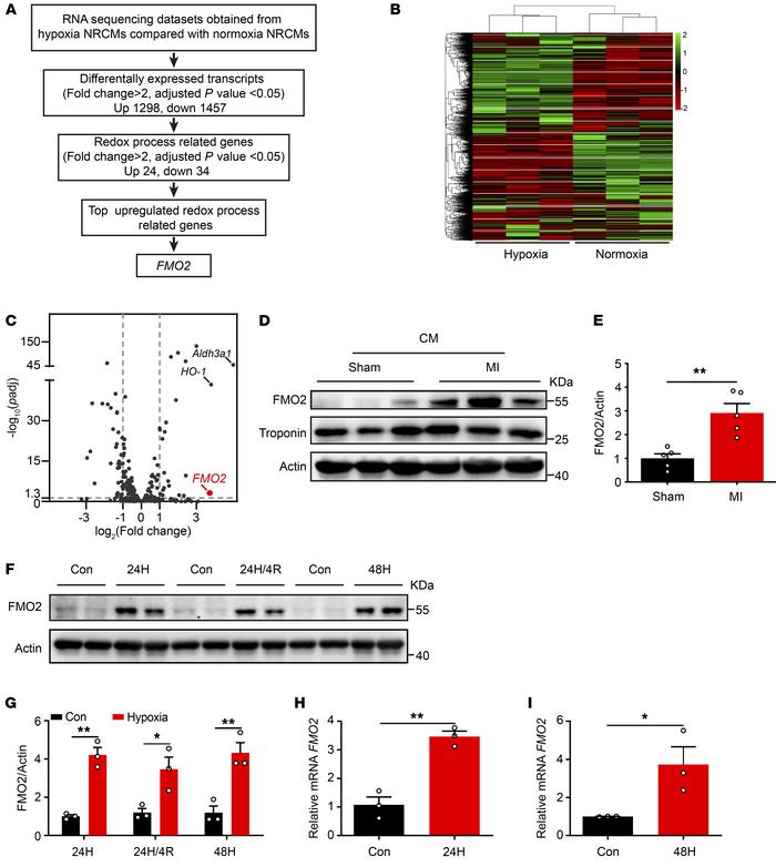 FMO2 expression is increased in CMs upon ischemic injury.
(A) Workflow o...