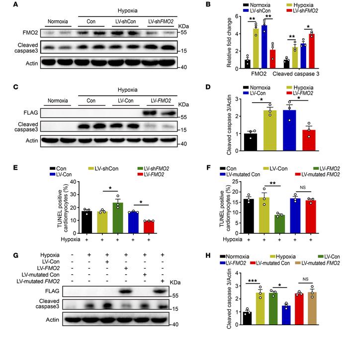 FMO2 confers protection from hypoxia-induced apoptosis via its enzymatic...