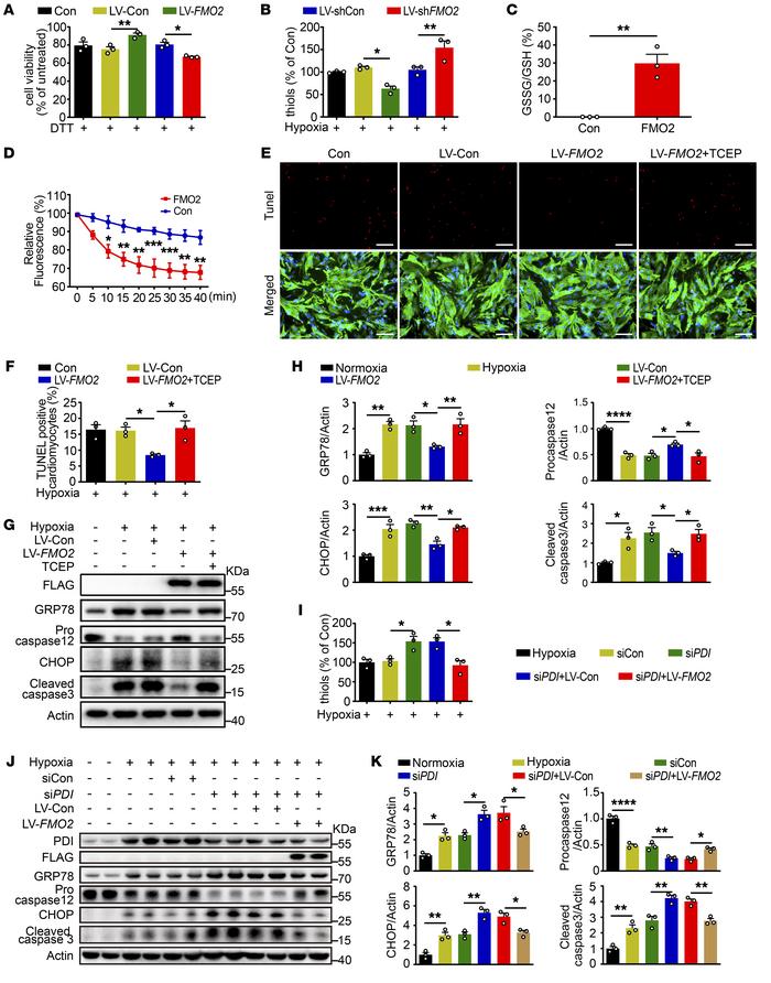 FMO2-mediated cardiac protection against ER stress is dependent on catal...