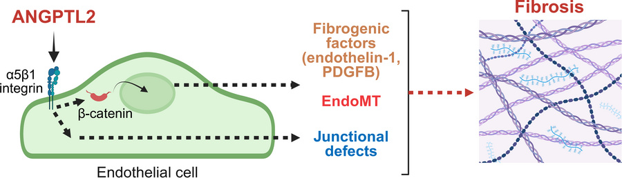 graphical abstract