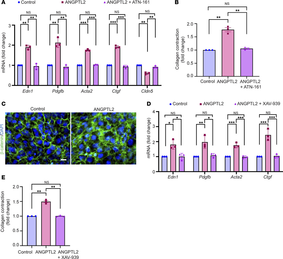 ANGPTL2-driven vasculopathy is mediated by the integrin α5β1/β-catenin p...
