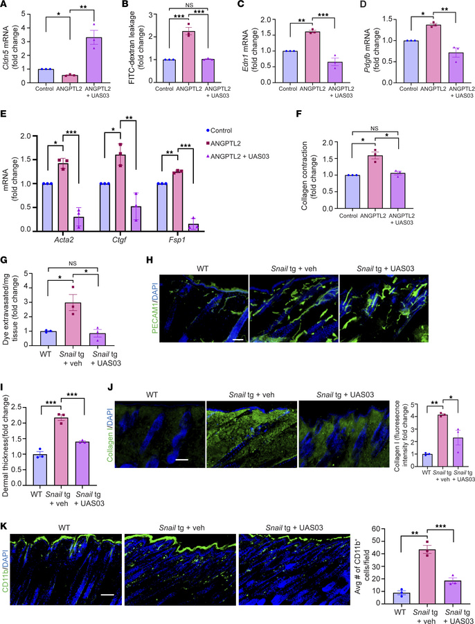UAS03 abrogates effects of ANGPTL2 on endothelial cells and counteracts ...