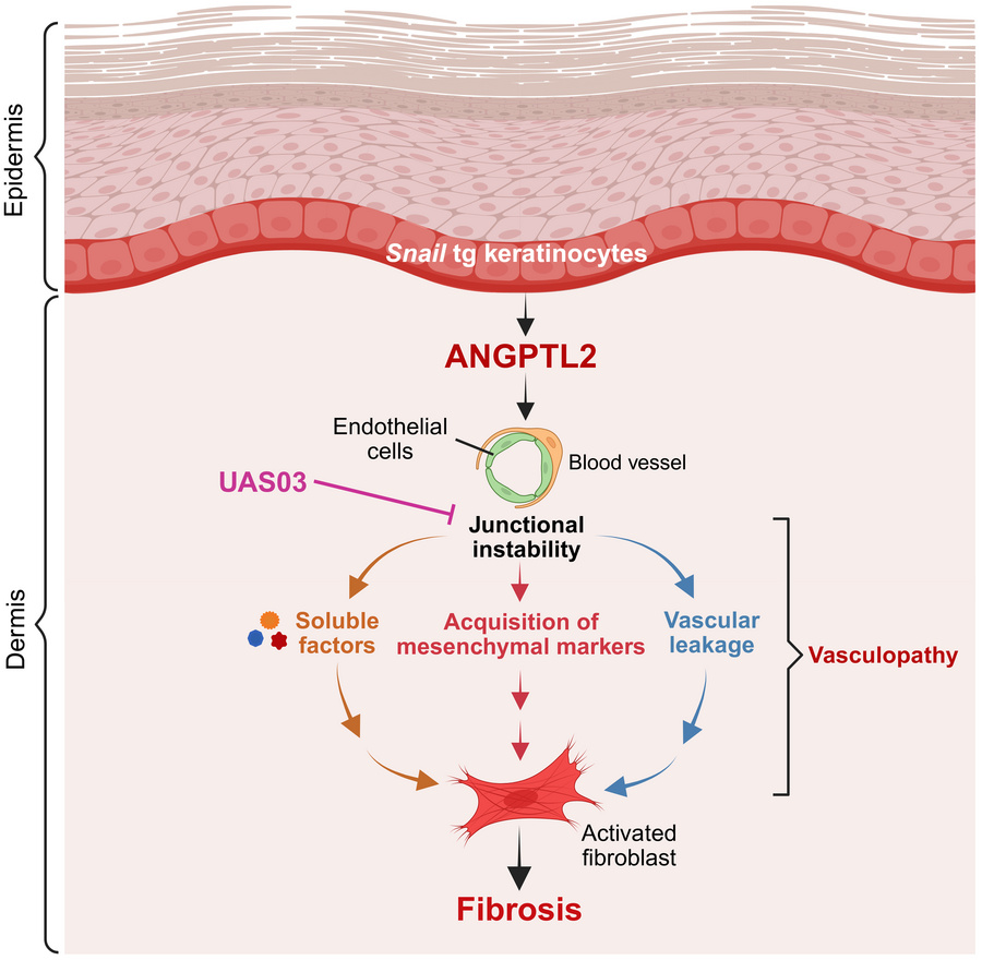 Model demonstrating vasculopathy-mediated fibrosis driven by ANGPTL2 in ...