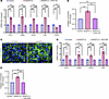 ANGPTL2-driven vasculopathy is mediated by the integrin α5β1/β-catenin path