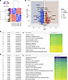 RNA-Seq analysis of UAS03-treated endothelial cells.