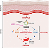 Model demonstrating vasculopathy-mediated fibrosis driven by ANGPTL2 in Sna