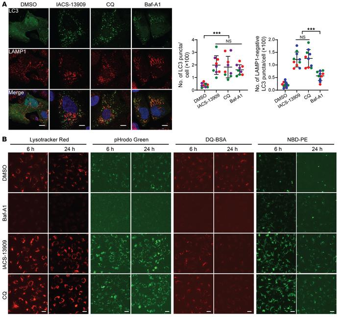 SHP2-AIs repress autophagy through impairing lysosome function.
(A) GFP-...