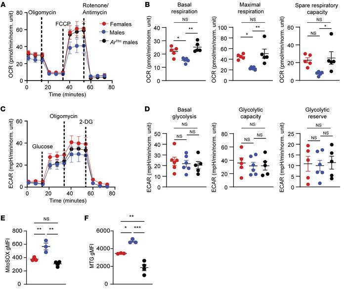 AR signaling modifies mitochondrial metabolism but not glycolysis in Th1...