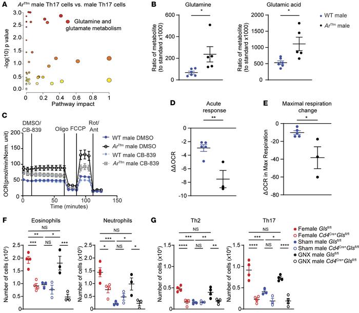 AR signaling reduces glutamine metabolism in Th17 cells.
(A) Pathway ana...
