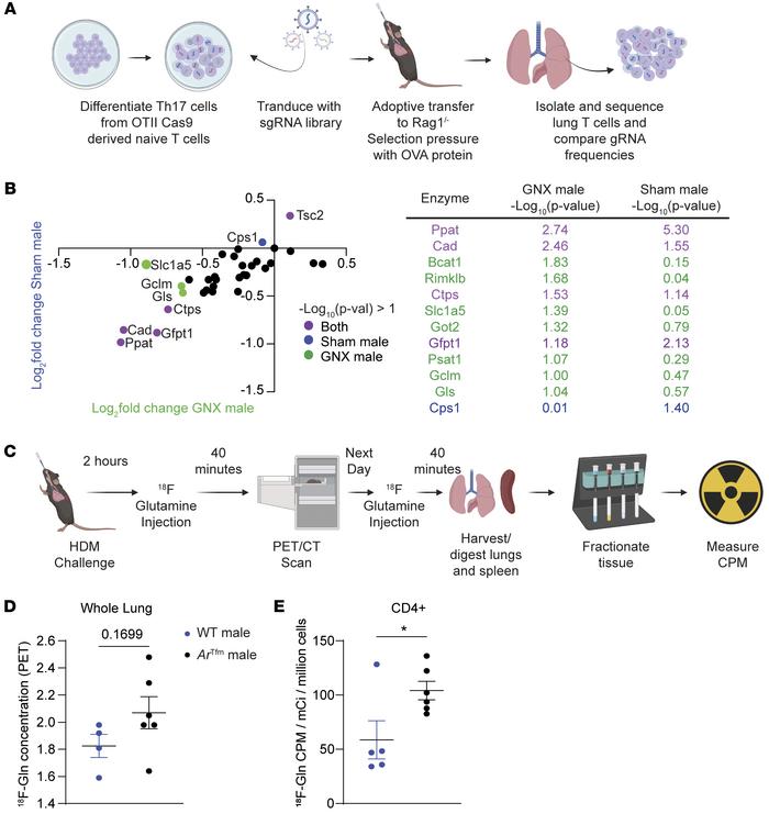 AR signaling reduces glutamine uptake in T cells.
(A) Model of targeted ...