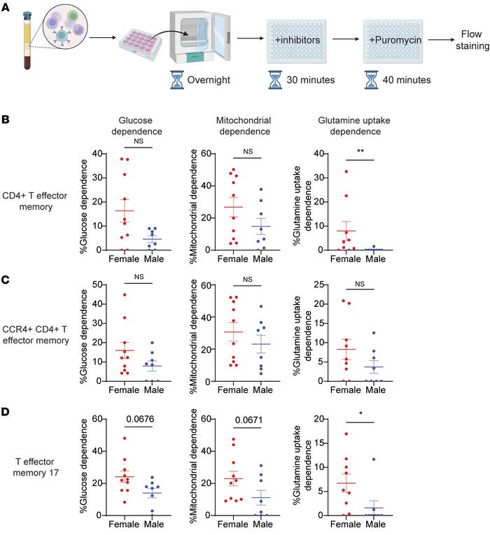 Males with severe asthma have decreased dependence on glutamine uptake i...