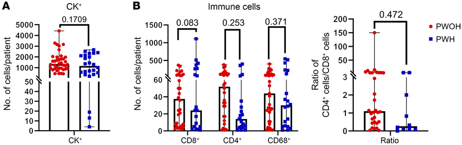 Immune cell infiltration into the TME.
(A) Mean number of CK+ tumor cell...
