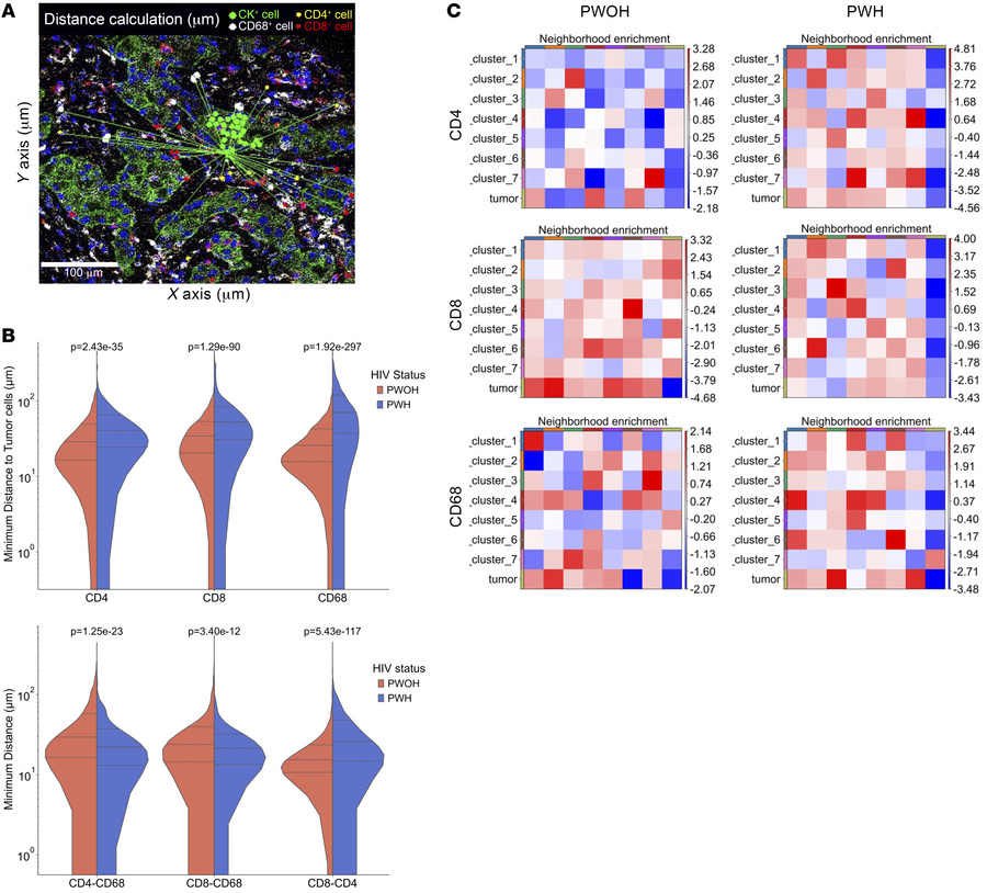 Distances between immune cell subsets within the TME of NSCLC.
(A) Repre...