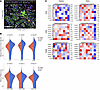 Distances between immune cell subsets within the TME of NSCLC.