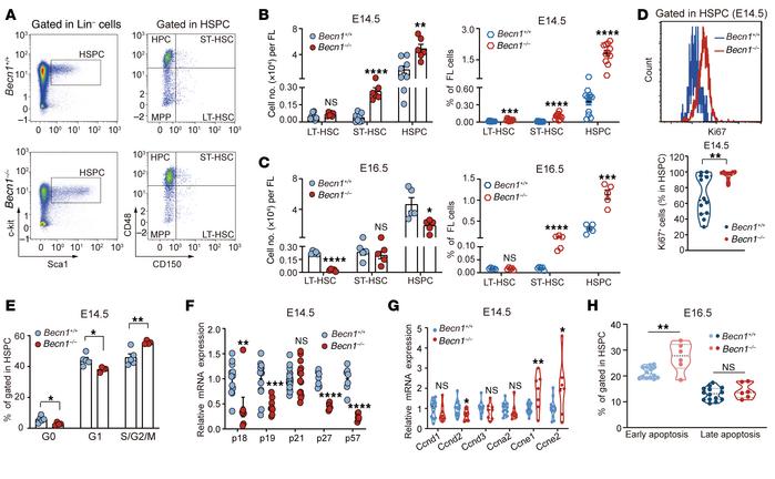 Deletion of Becn1 leads to exhaustion of fetal liver HSCs.
(A) Represent...