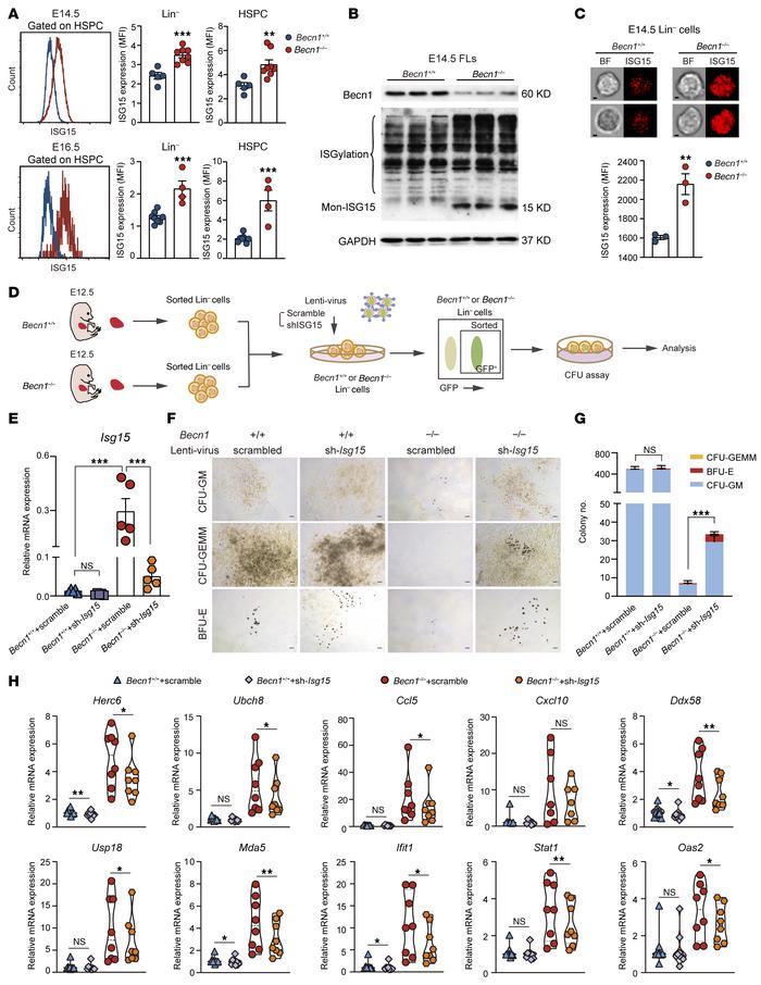 Deletion of Becn1 increases ISG15, the amplifier of inflammation, and di...