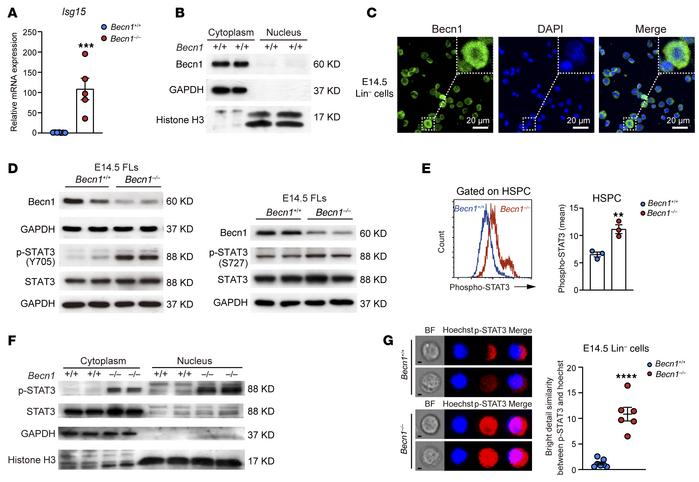 
Becn1 deletion leads to upregulation of Isg15 transcription and phospho...