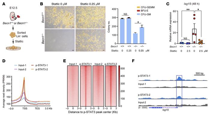 Inhibition of STAT3 activity rescues colony-forming ability and reduces ...