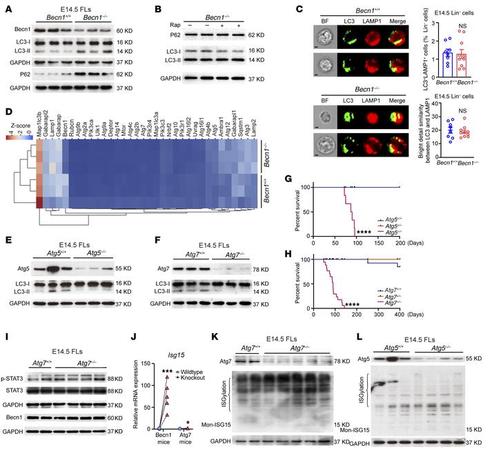 Deletion of Becn1 impairs autophagy, but STAT3/ISG15 signaling is not ac...