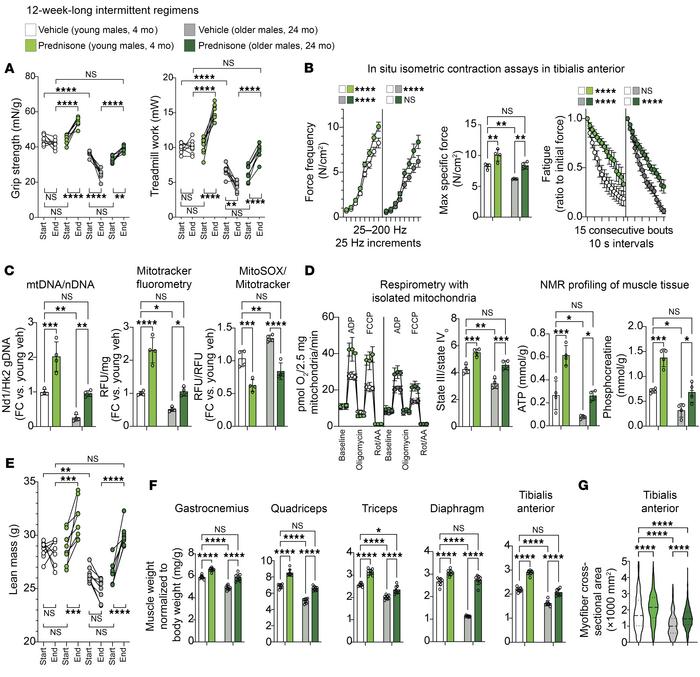 Intermittent once-weekly prednisone regimen rejuvenates mitochondrial an...