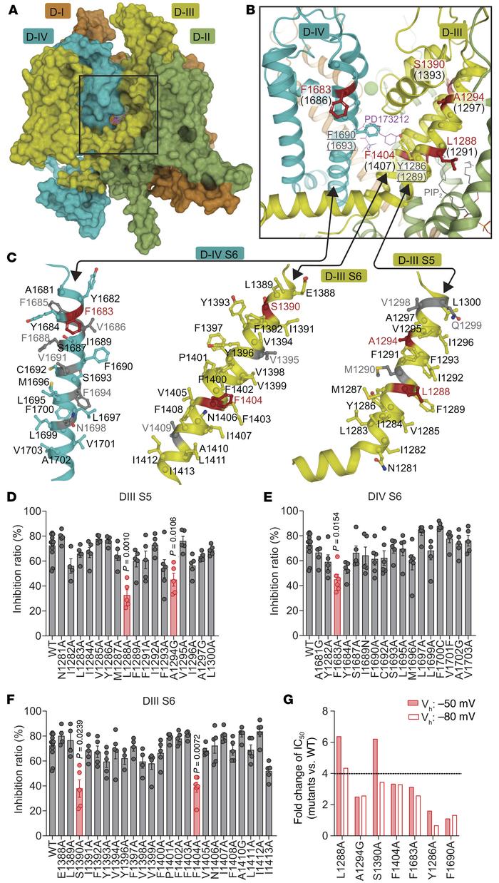 Locations of alanine-scanning mutation sites on CaV 2.2.
(A) Surface rep...