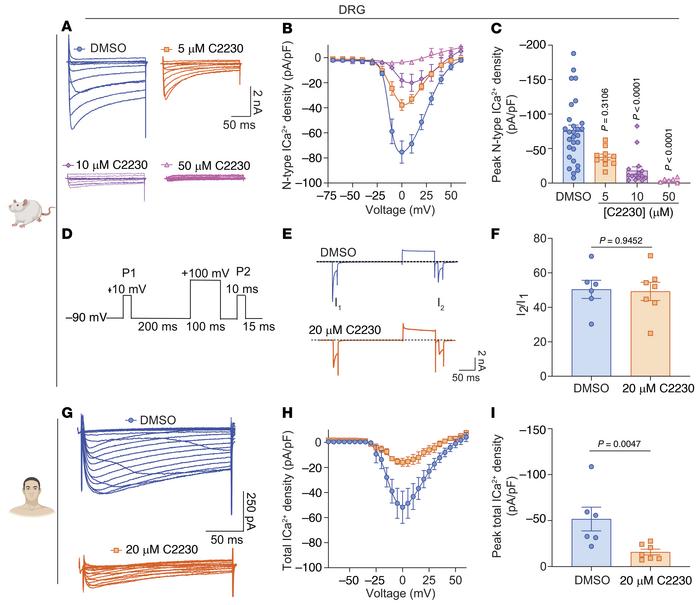 C2230 inhibits CaV2.2 (N-type) calcium currents and total calcium curren...