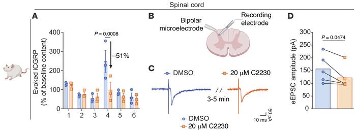 C2230 decreases spinal cord neurotransmission.
(A) KCl (90 mM) depolariz...