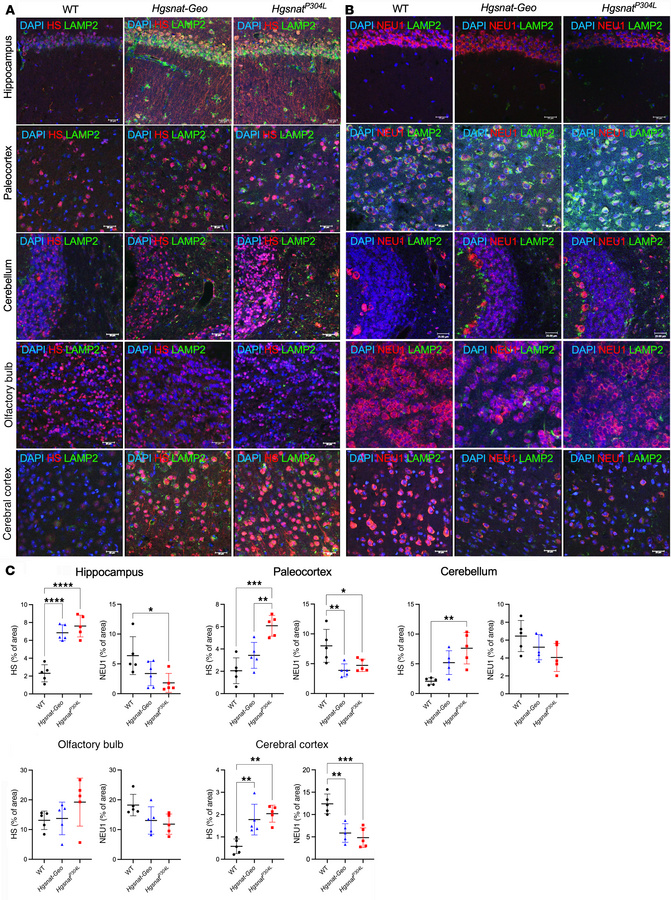 Reduced levels of NEU1 protein in the MPS IIIC mouse brain coincide with...