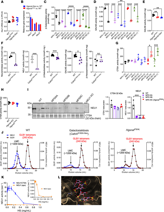 NEU1 deficiency in tissues and cells with lysosomal storage of HS is ass...
