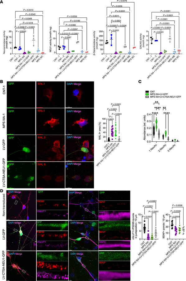 Overexpression of NEU1 and CTSA rescues deficient NEU1, GLB1, and GALNS ...