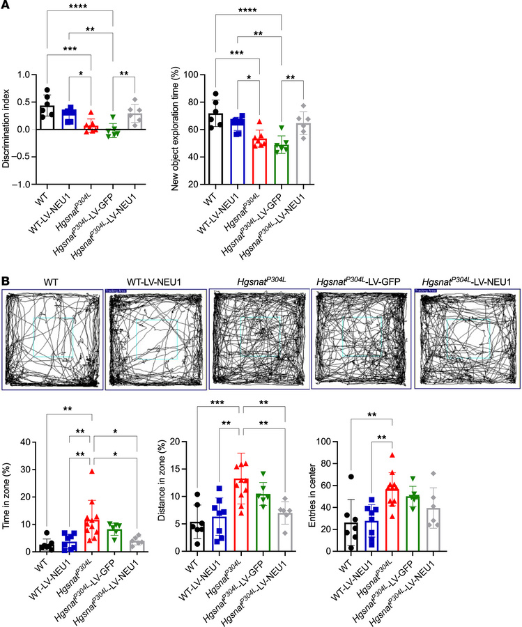 
HgsnatP304L mice treated with LV-CTSA-IRES-NEU1-GFP show a partial resc...