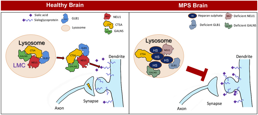 graphical abstract