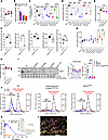 NEU1 deficiency in tissues and cells with lysosomal storage of HS is associ