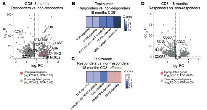 Changes across time in CD8+ T cells after teplizumab treatment in respon...