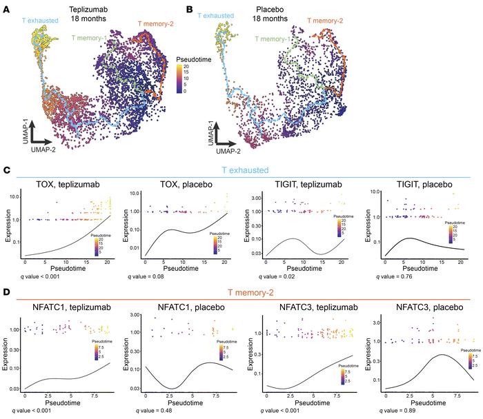 Pseudotime analysis of CD8+ T cells in the TN10 trial at 18 months.
(A a...