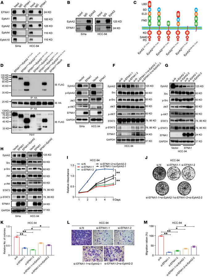 EphA2 mediates EFNA1 signals through cis-interaction with EFNA1.
(A and ...