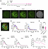 WD diminishes VEGF-A–triggered islet endothelial cell Ca2+ mobilization in