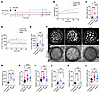 Diet reversal partly restores islet pathogenesis.