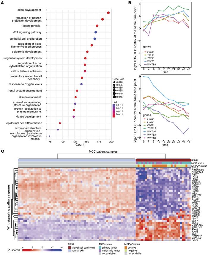 MCPyV-ER induces characteristic changes in Wnt expression resembling the...