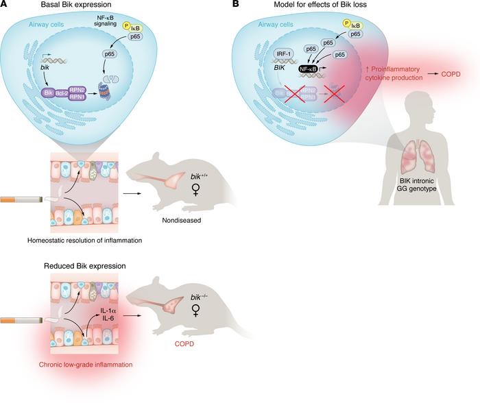 Reduced Bik expression in airway epithelial cells preferentially promote...