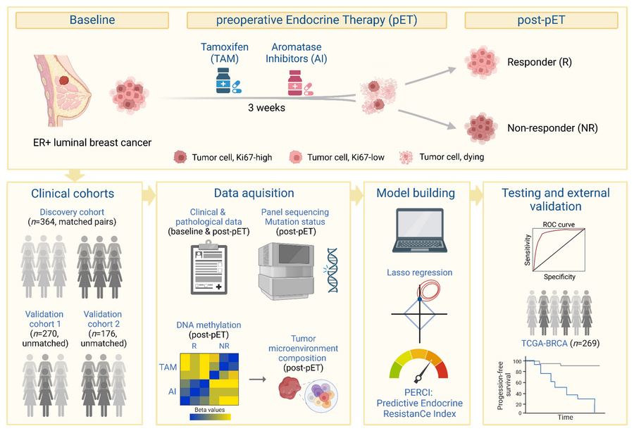 graphical abstract