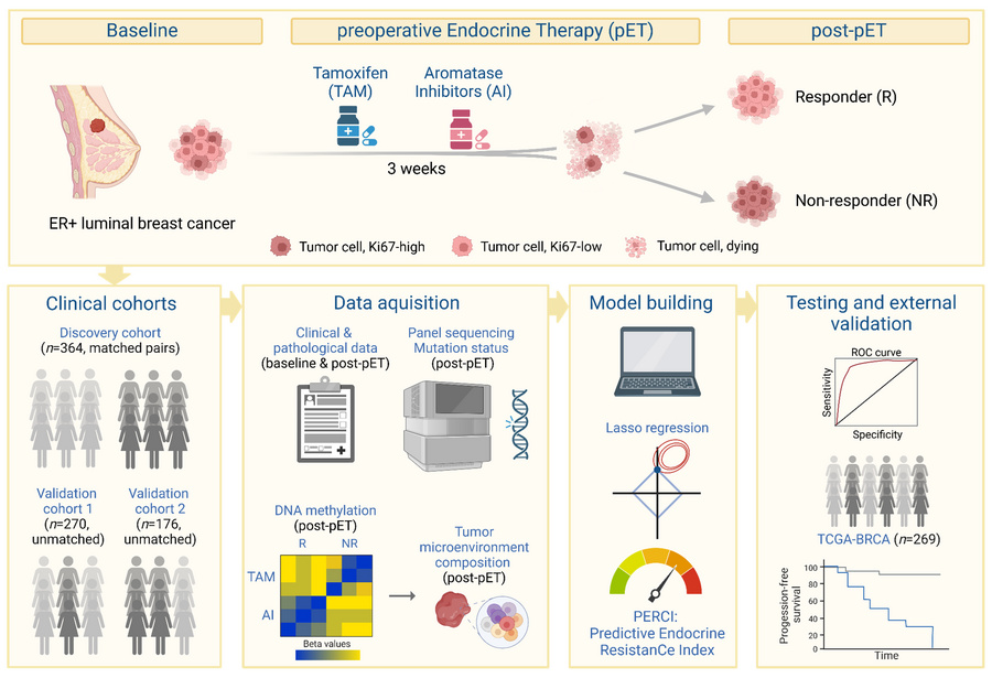 graphical abstract
