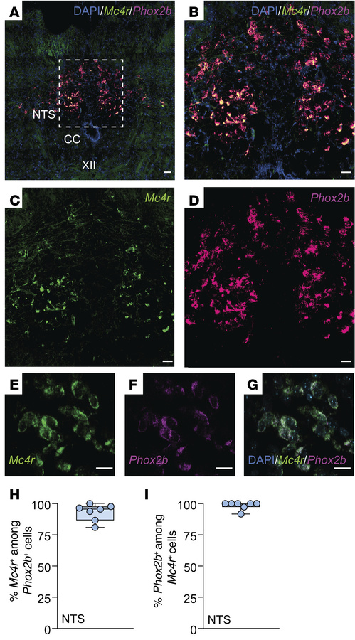 
Mc4r is expressed in Phox2b+ neurons of the NTS.
(A–G) Lower-power (A) ...