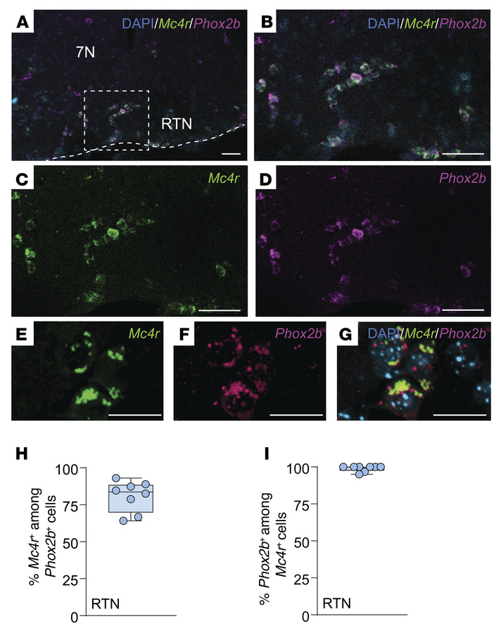 
Mc4r is expressed in the Phox2b+ neurons of the retrotrapezoid nucleus....