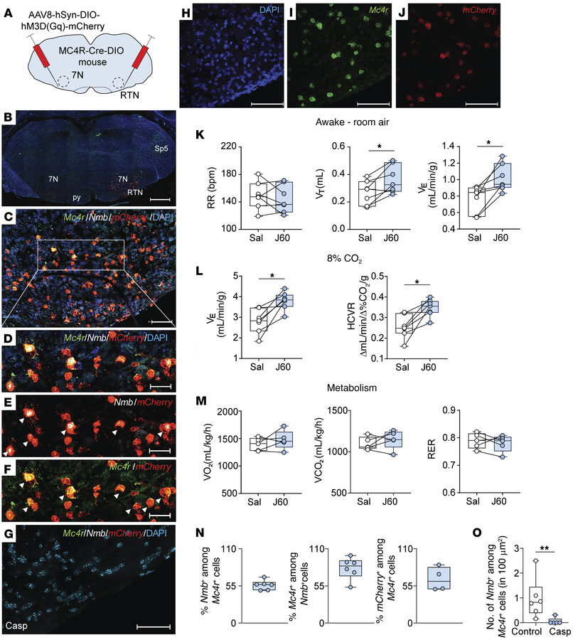 Chemogenetic stimulation of MC4R+ neurons in the RTN (ventral to the fac...