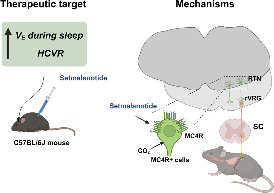 graphical abstract