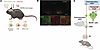 Parafacial MC4R+ neurons are synaptically connected to the rVRG neurons, wh