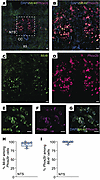 Mc4r is expressed in Phox2b+ neurons of the NTS.