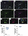 Mc4r is expressed in the Phox2b+ neurons of the retrotrapezoid nucleus.